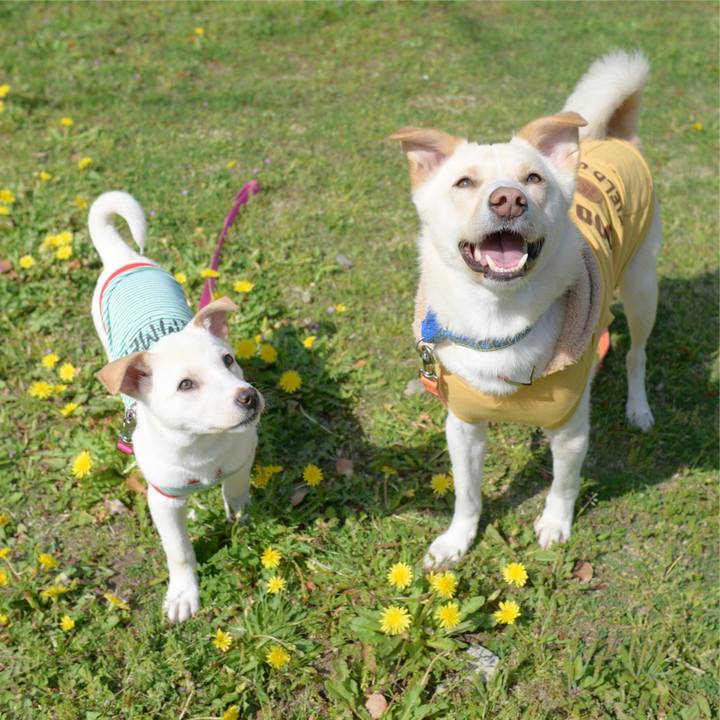 A6f490dd d4d2 4412 b426 1d4d6d52029e