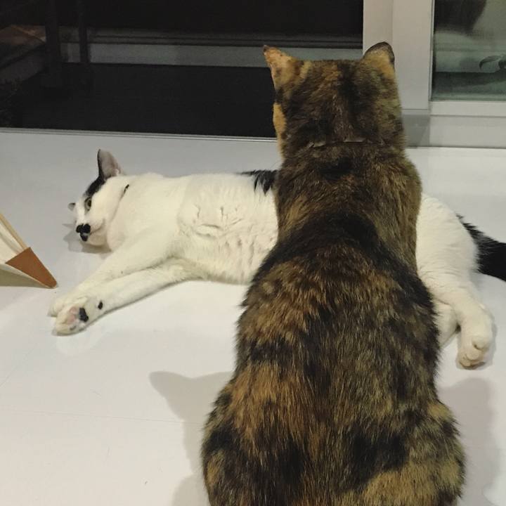 A70212db 8bf7 4814 ad4c fde2b28fcb9d