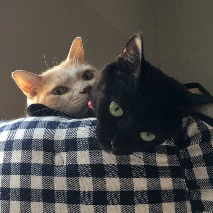 A70959bf 654b 4bc6 9188 44b0fb976e53