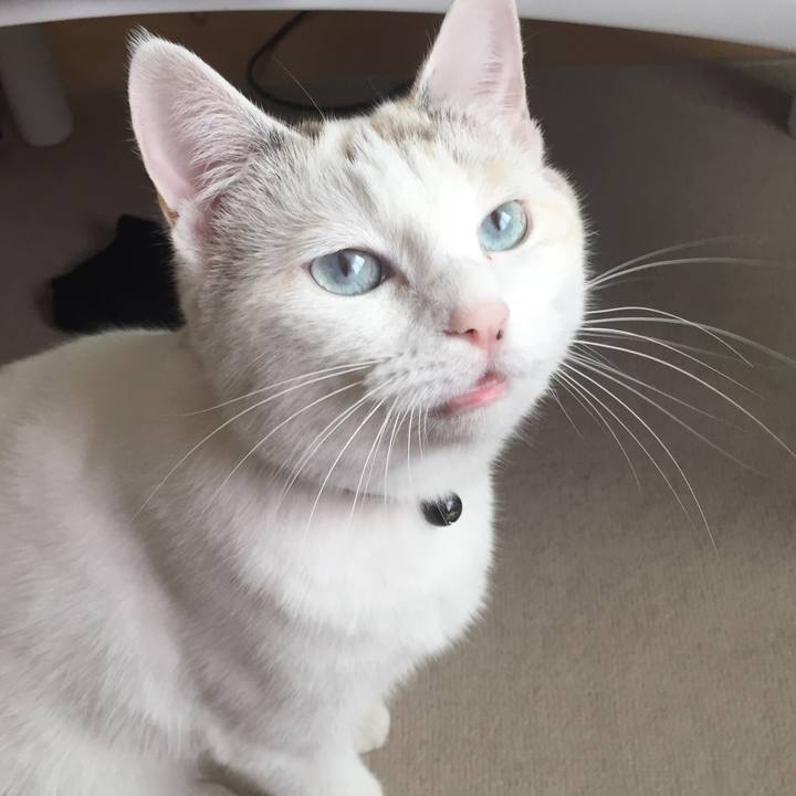 A70b5c4f a786 4991 ac8d 6d3be5d26f52