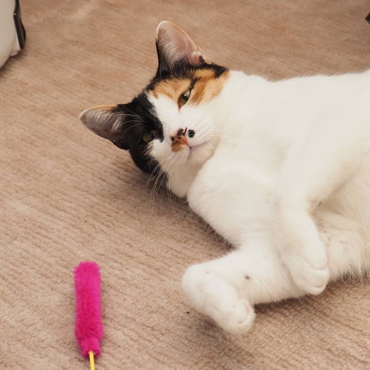 A71734ae f968 4cbf 8d46 3fa376e4b041