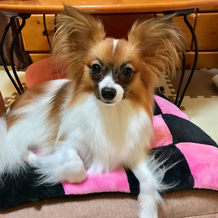 A71a9a6e e9ea 47ff 9a05 eec919e681f9