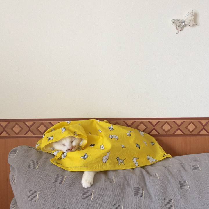 A71c8d36 299f 40db aa22 5138904d967e