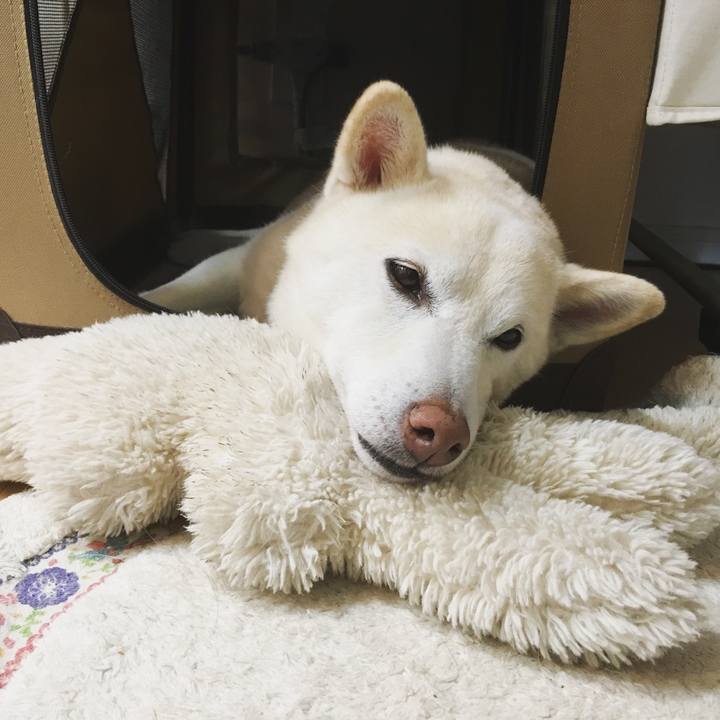 A7254b7c 3bdd 4435 a42f 37b0277c7f88