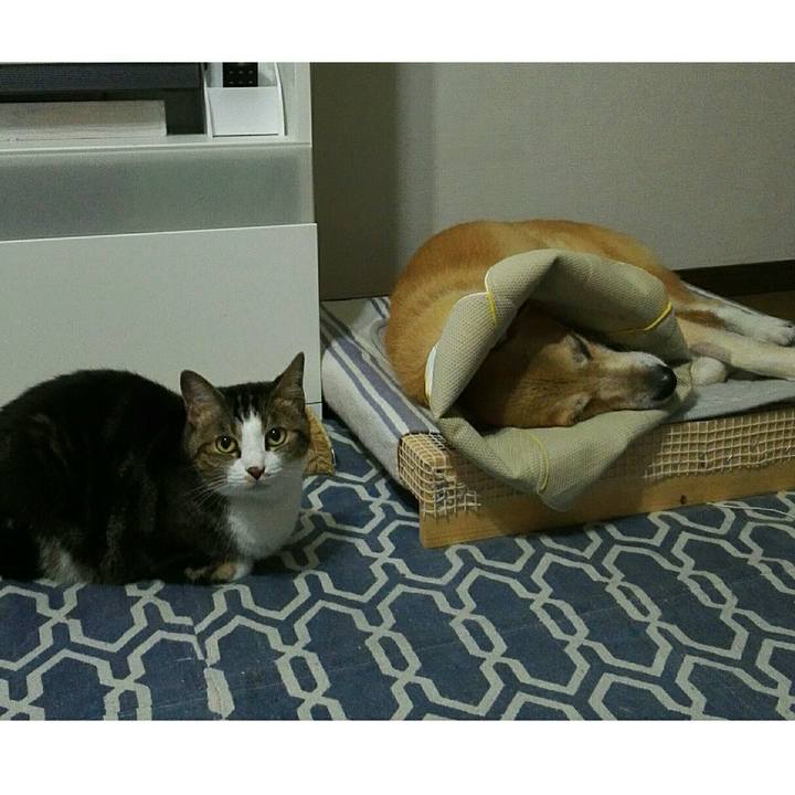 A729169b 19a3 4d83 a560 c2c2b08c6cfe