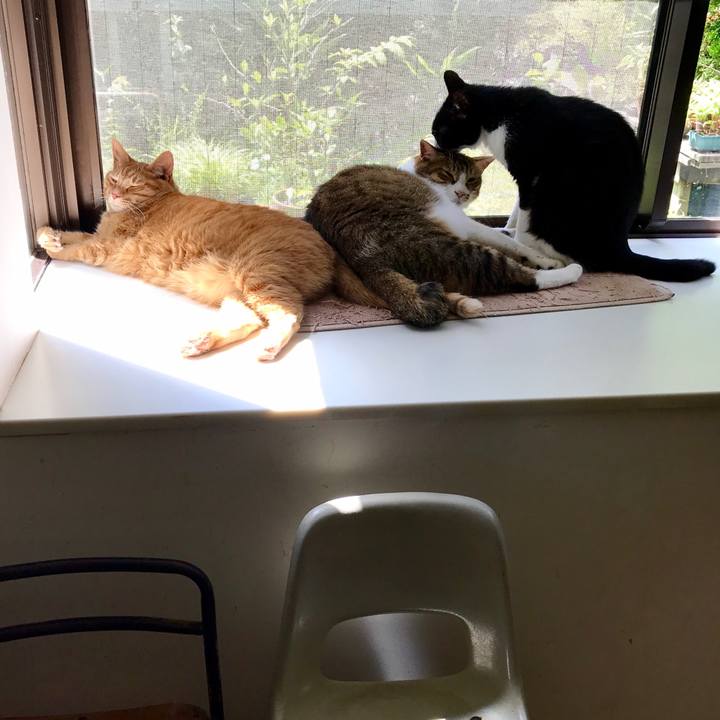 A72c203b d622 4cbd aa50 3f0ba5651239