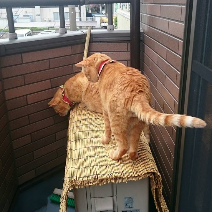 A730f00b eedf 4a3e ae8d d4faad042285