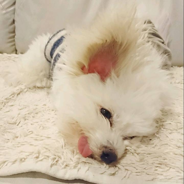 A731c800 2d39 4aaa b8af 403eb86a208f