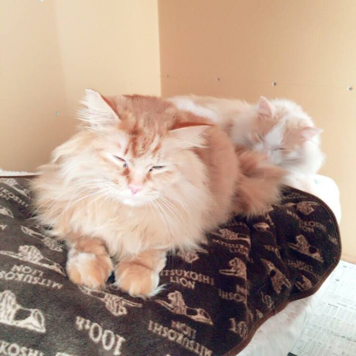 A7409de1 9a5a 4264 b814 dfe95586264d