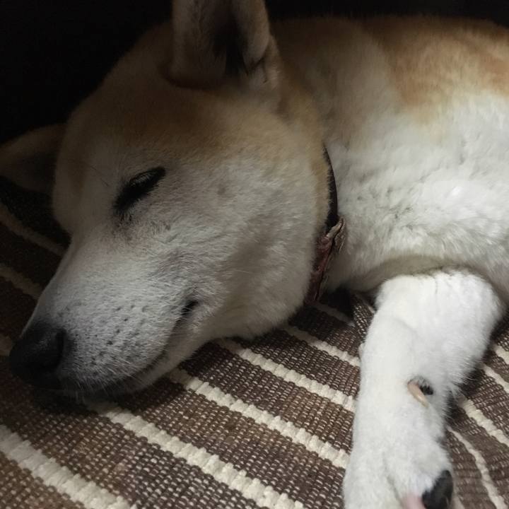 A741362a 2c11 4e31 ba85 a841cc436907