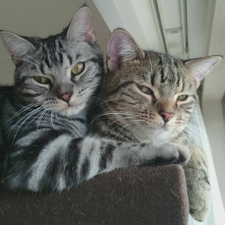 A742f39e 2d83 4a0f 9056 bdc580b54013