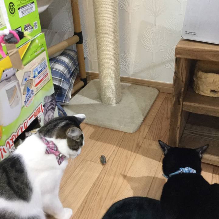 A743de45 8343 4b8a a066 a6ecbf22e8ce