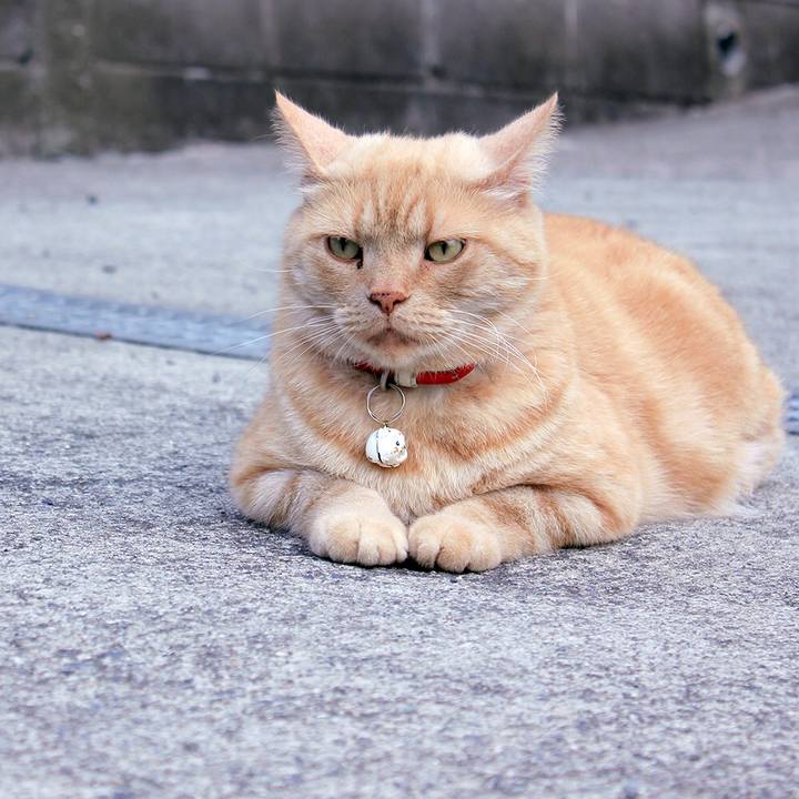 A74b56d9 945f 43d4 831a f7abc6873745