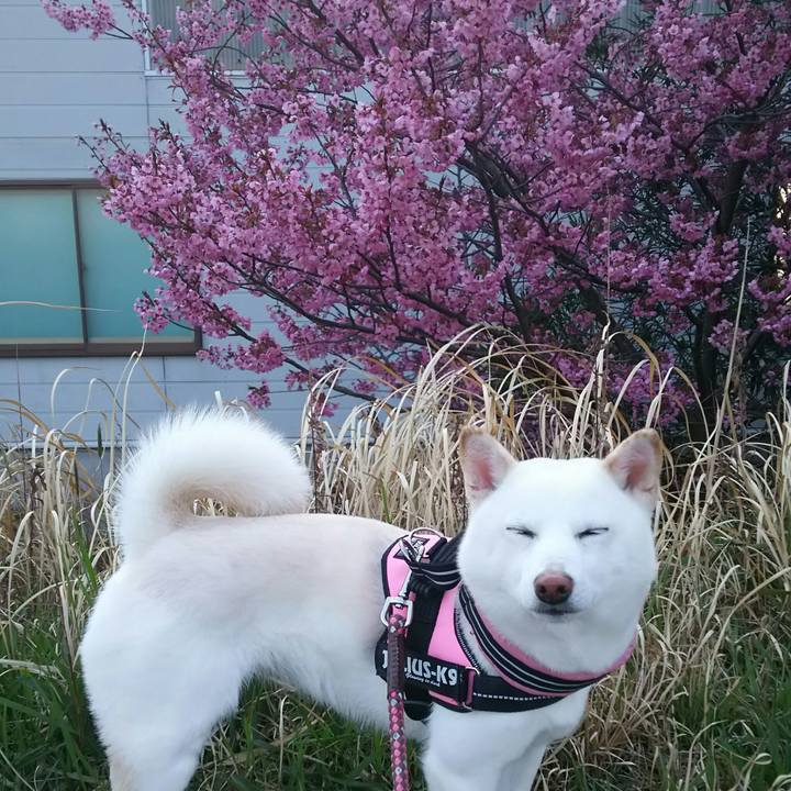 A7532785 e24a 4103 9460 814f82d8bfdc