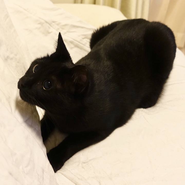 A787a699 d232 461d bc23 52fadf8a9b19