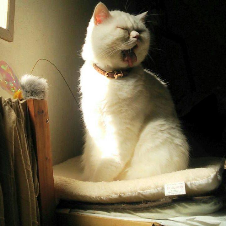 A78d3e2b 81f2 421e ade4 86c20b406880