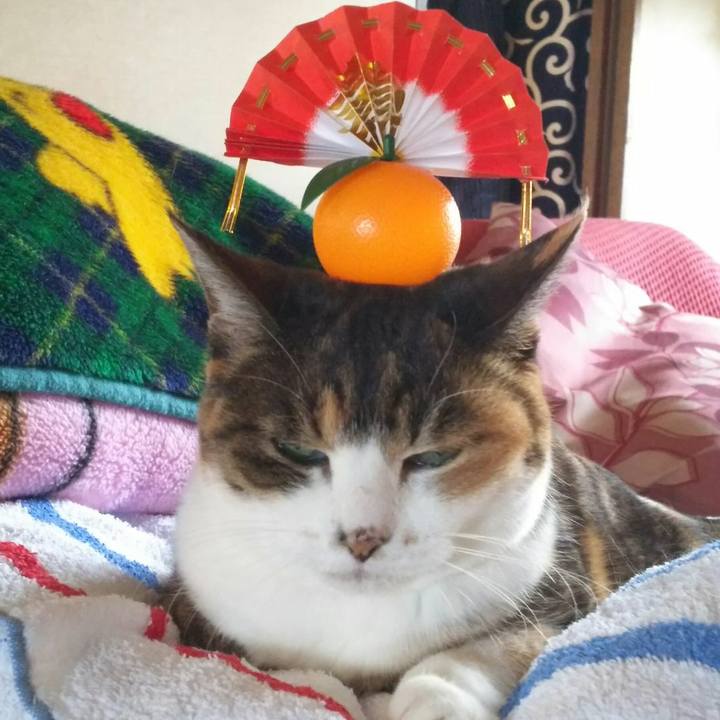 A7903460 2e48 47b3 bca6 e63b18338dda