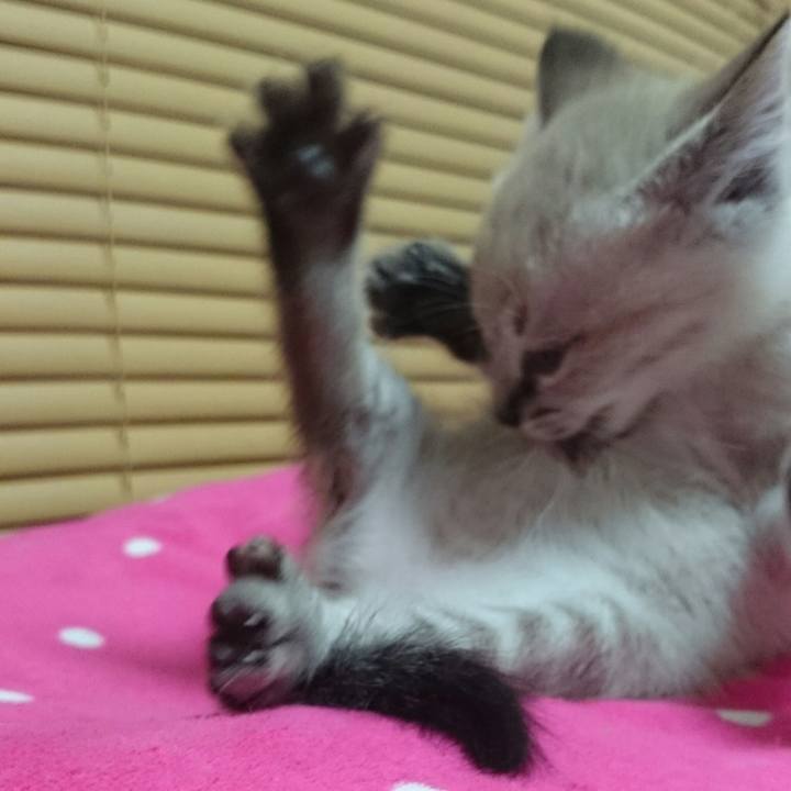 A79425b8 044e 441f a970 83aef0095795