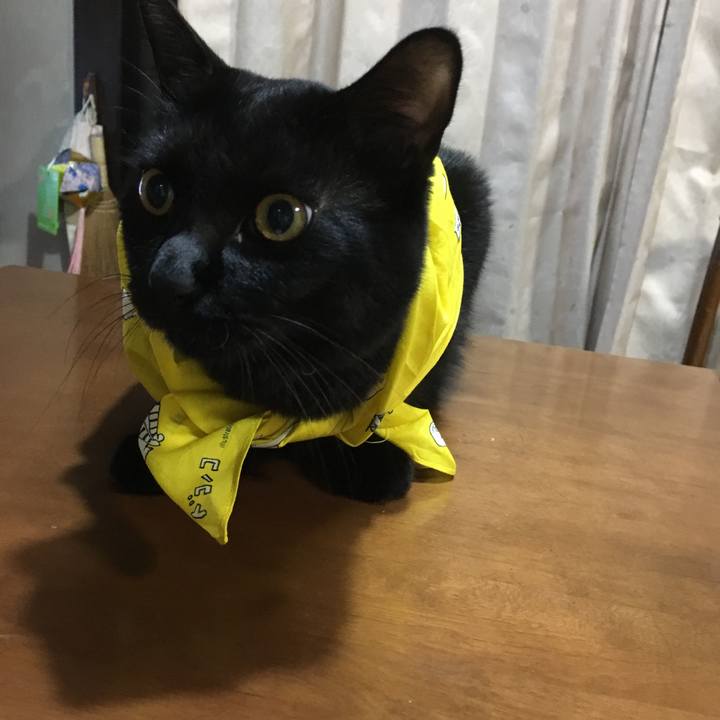 A795a8a0 0573 4651 9a66 f8715d9bdb51