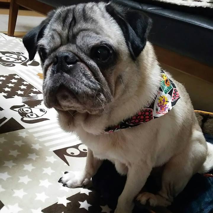 A795b654 2fde 46bf 8b54 8e6e35403547