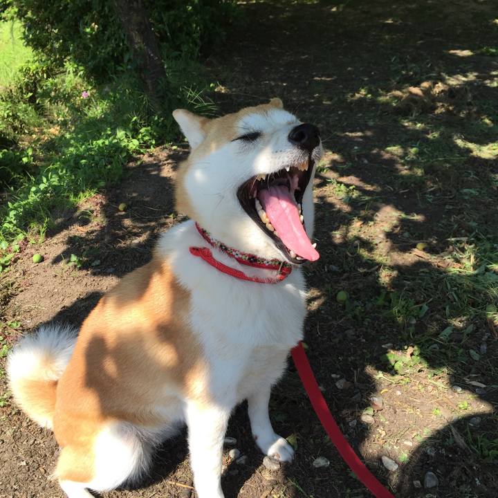 A796d4cc f6c7 4603 b1e9 d8bccf33afb6