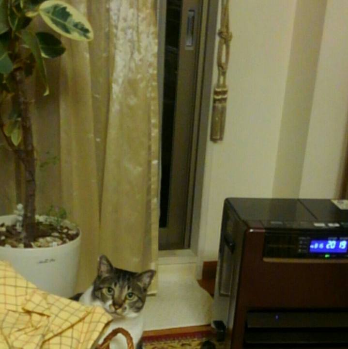 A7a48104 76c8 4c7d 8bd9 7af290285054