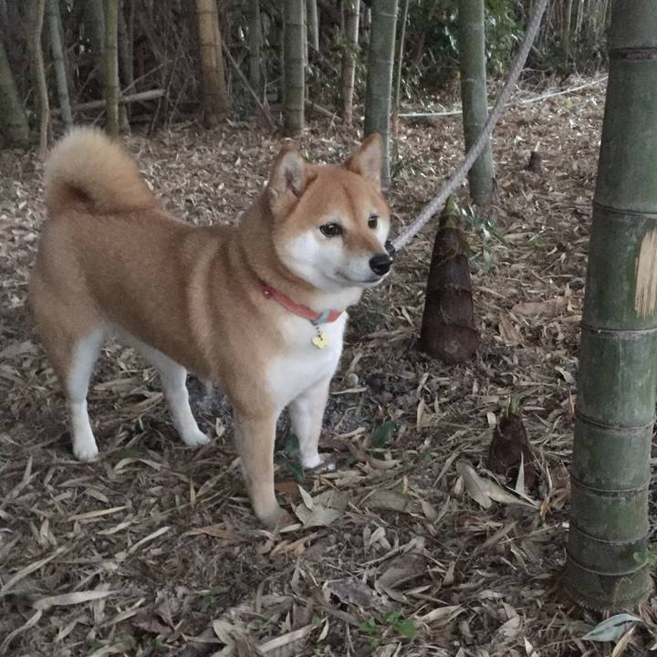 A7a987bf 549d 43d5 93dd bd4c58822215