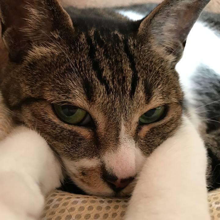 A7ae820c ccea 47b4 94d1 98aa99e47c21