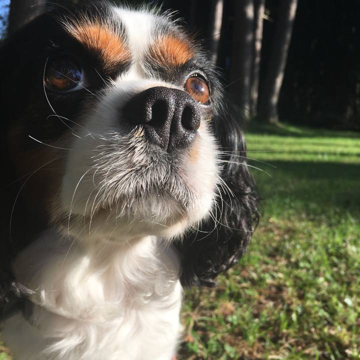 A7be29ad 9249 41ba a02a 4294ec0ac9c8