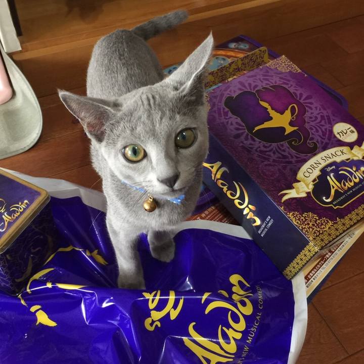 A7c52d25 d0d7 426e baa0 6a1d9a015f88