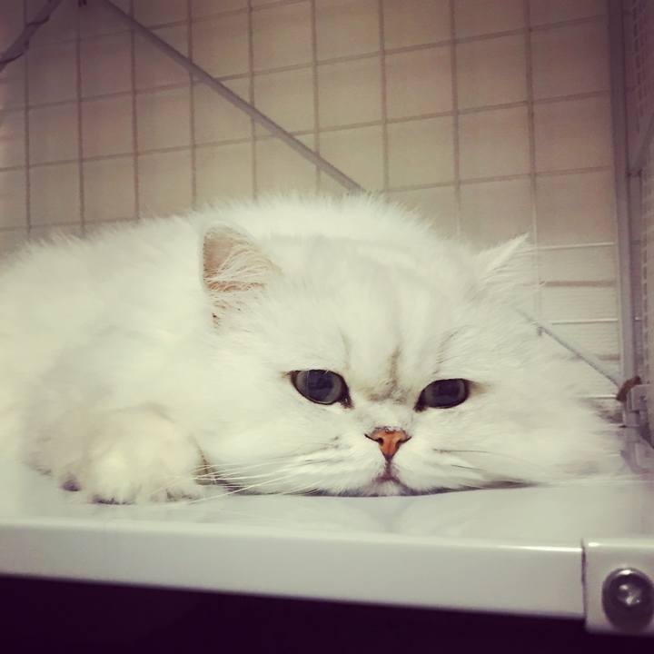 A7ce5142 7ca9 44d0 a1e8 0eaad245c3fa