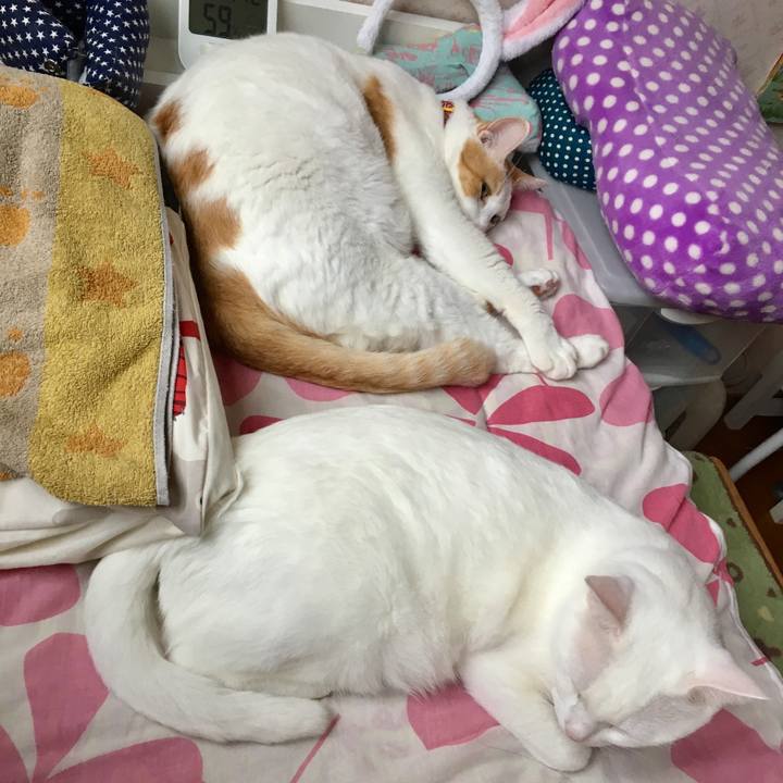 A7d2f4a5 95c3 438f 943c 45988cb46d87