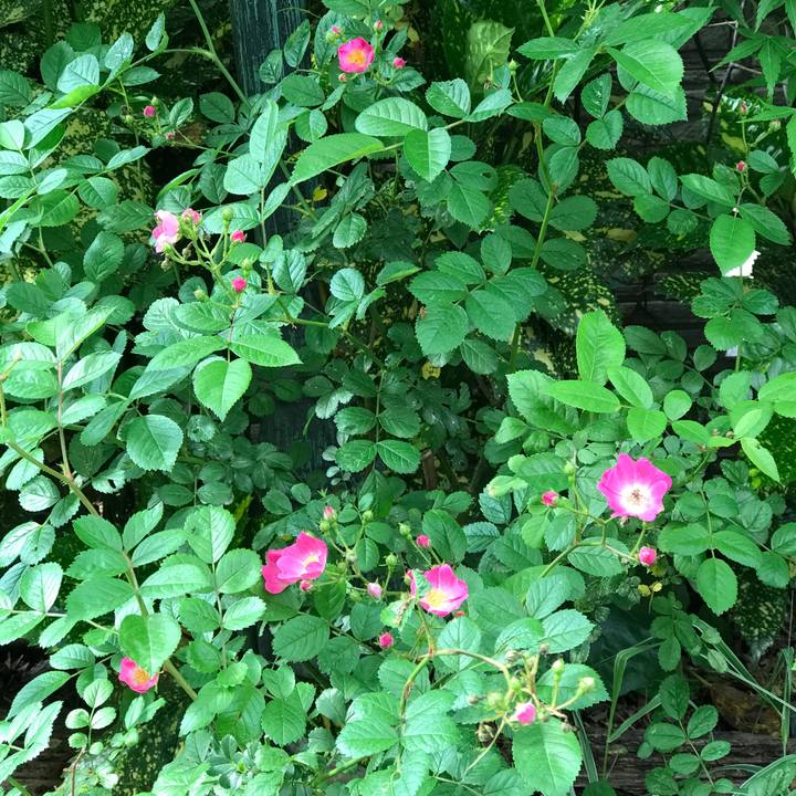 A7d4bd03 820f 4933 99d6 d1681ba2dcd9