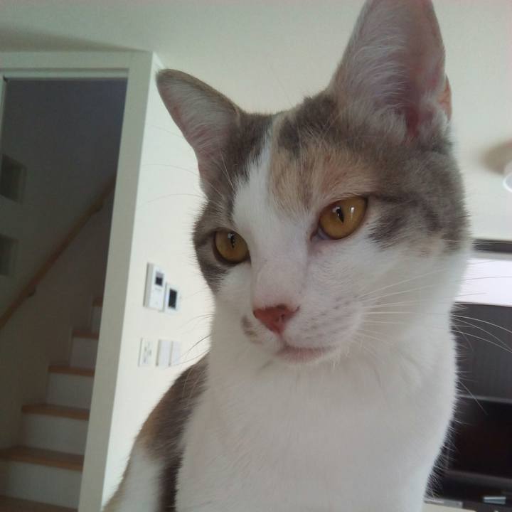 A7e24609 455a 462f a787 3c6519396fdb