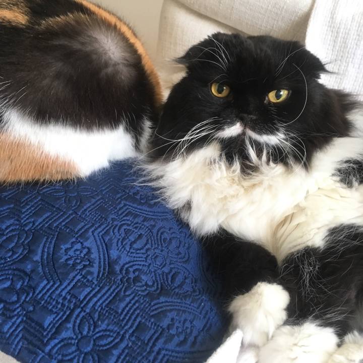 A7e6c208 7240 46d1 9a66 2e8b3a3c4ff2