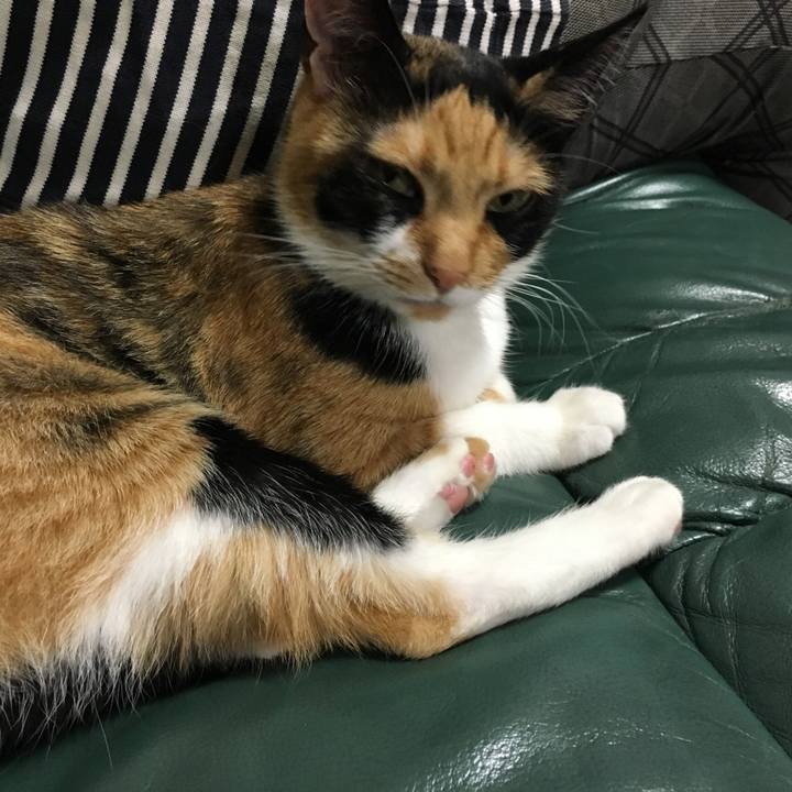 A7eac62e c2fc 4d89 b984 edfa292087cf