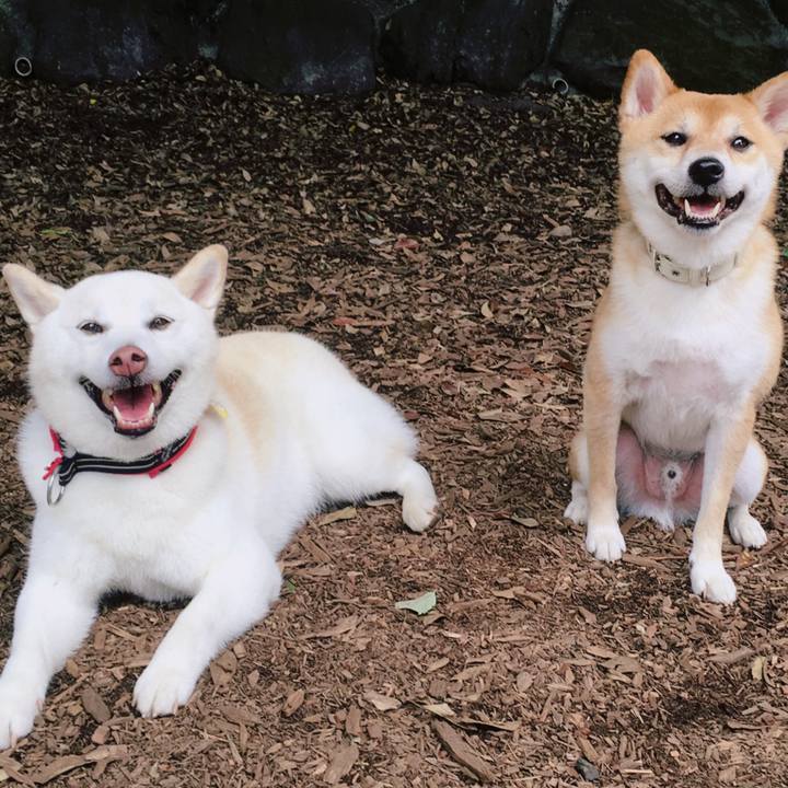 A7f225b6 49df 424b 9e45 3760c2e009b2