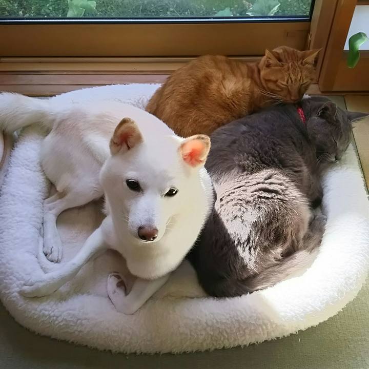 A7f2a528 70d0 4cd1 acae 295de41ee901