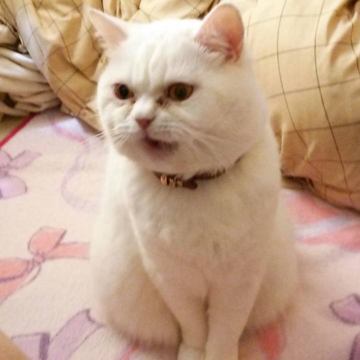 A7f3d5cf 927d 434a 9d44 ed71992fb8c6