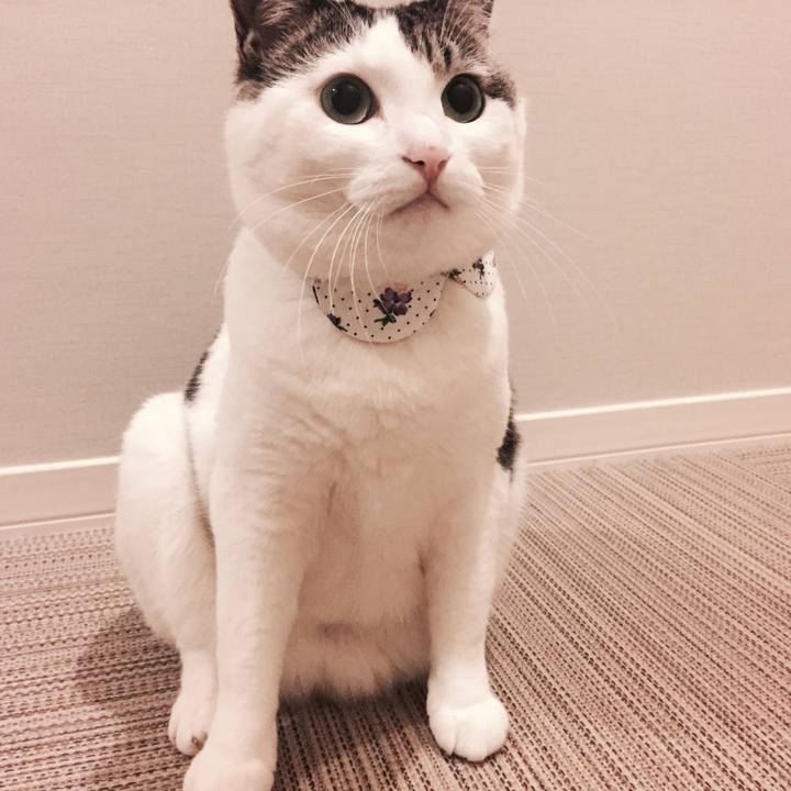 A7f4f380 9d62 4877 8b55 0c56b8381c0b