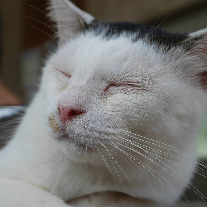 A800c4a2 c26c 45b6 b26a 36c56c0d36ba