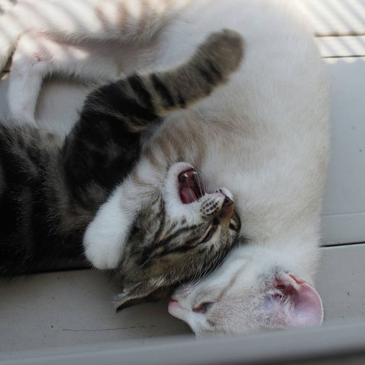 A803c16d 918f 486e bba0 c44f2d5d3d80