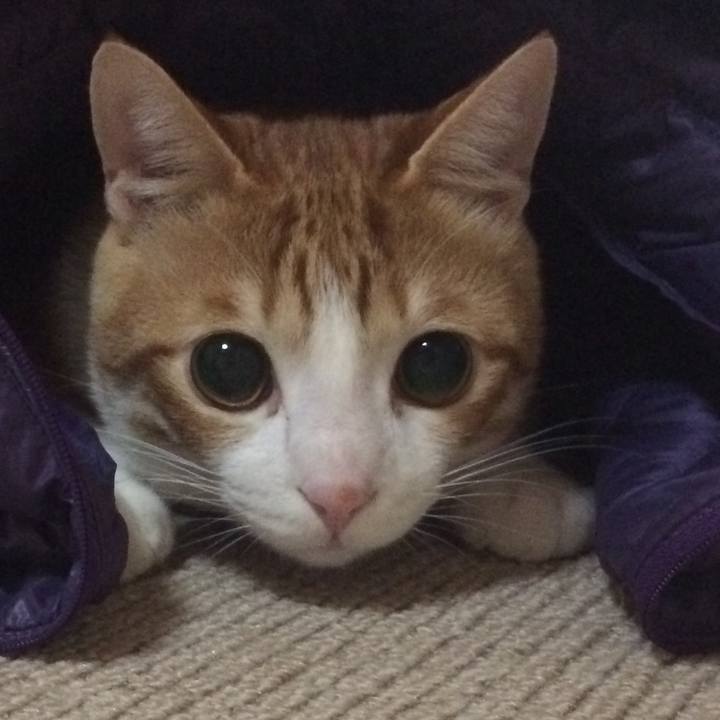 A80442b9 1944 4455 a472 6a59e2c801ae