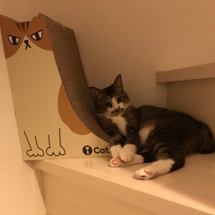 A80c7e0a 6451 41ba 81d4 ddb4653dc216