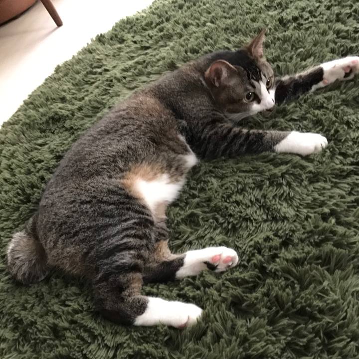 A813e4a6 455a 49dc 9fc0 e3c733edbc30