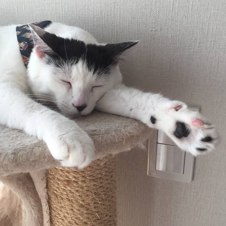 A8141005 12d3 4716 9d34 631438e9a22e