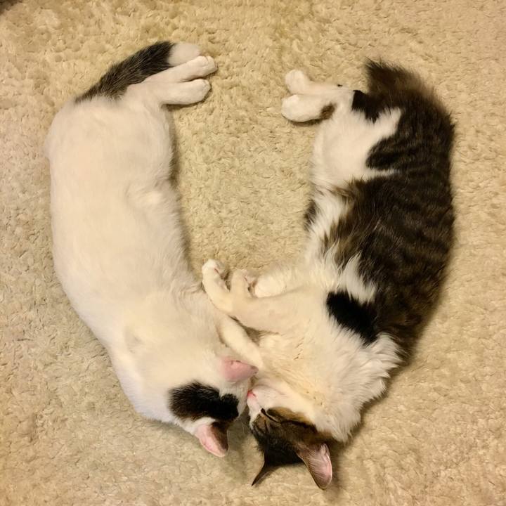 A8164a48 ca7c 495f a7de 268837edc664