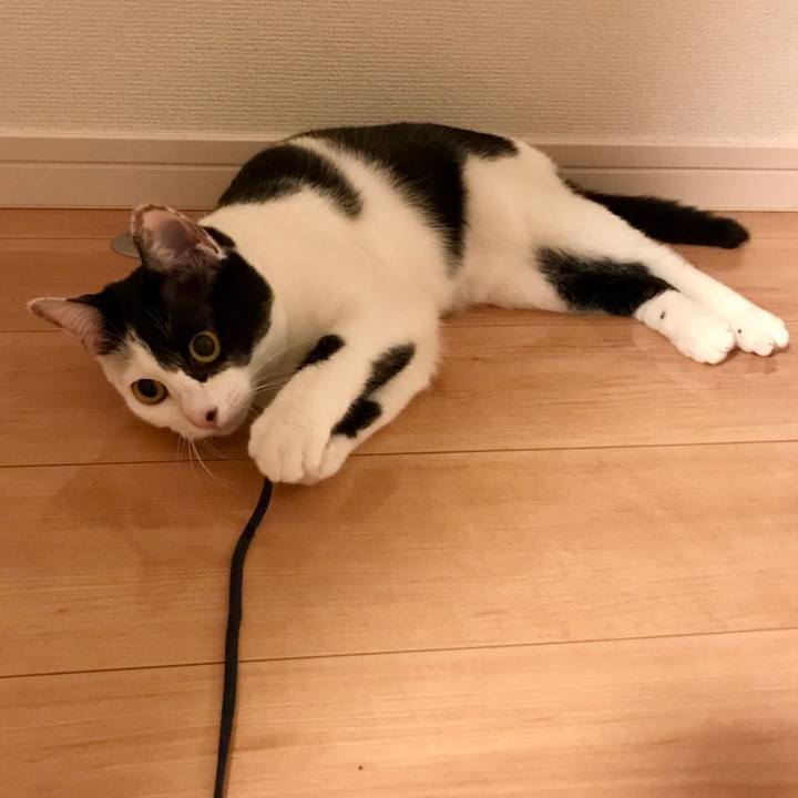 A8183761 c63d 4fb4 abf1 47ab606db427