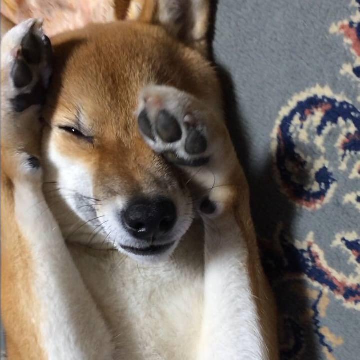 A81e9bb0 afc2 495a 85ad 08105b54b2d2