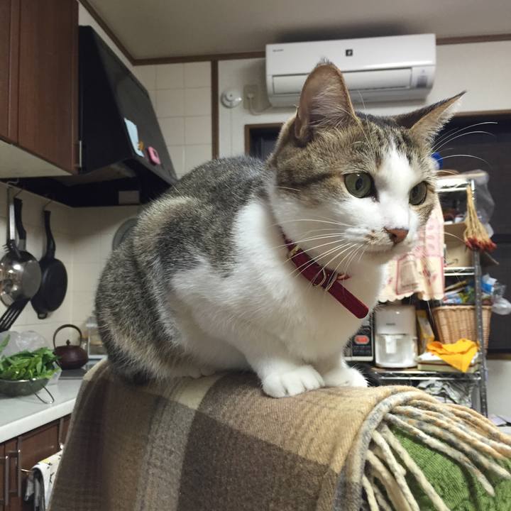 A81f67c3 fabd 4655 96f1 b195b6d50908